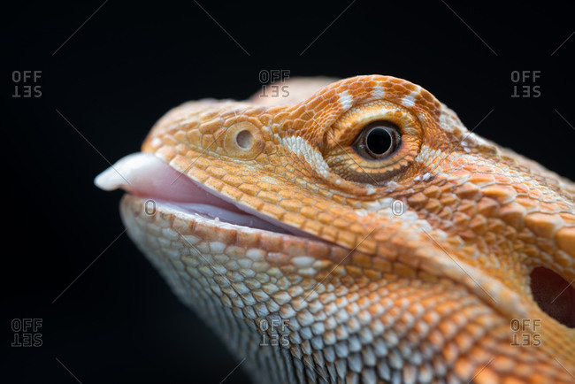 Side view closeup of the head of a bearded dragon with tongue sticking