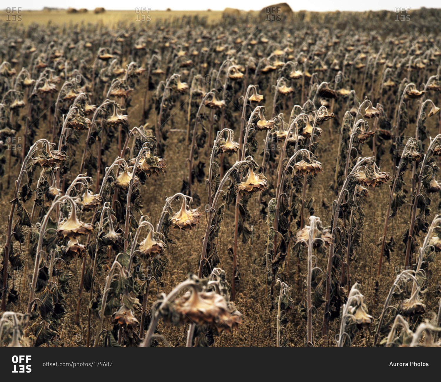 An old dying sunflower field on the Canadian prairies near Conquest, Saskatchewan, Canada