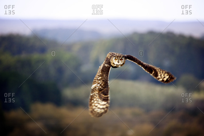 Owl flying in the sky
