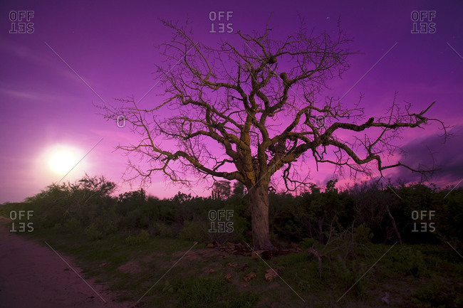 Dry tree at sunset in Mexico