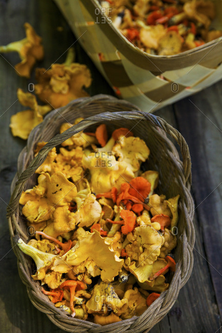 Foraged yellow and orange chanterelle mushrooms in a basket