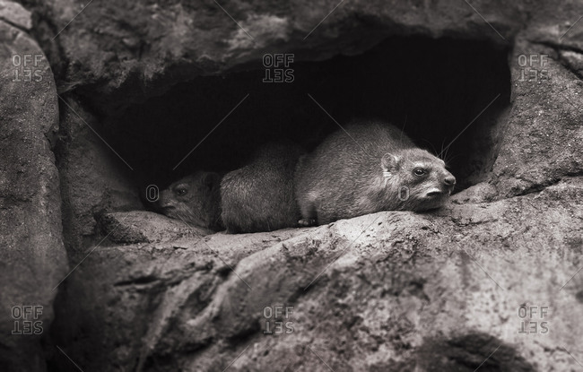 Cave-dwelling mammals at a zoo