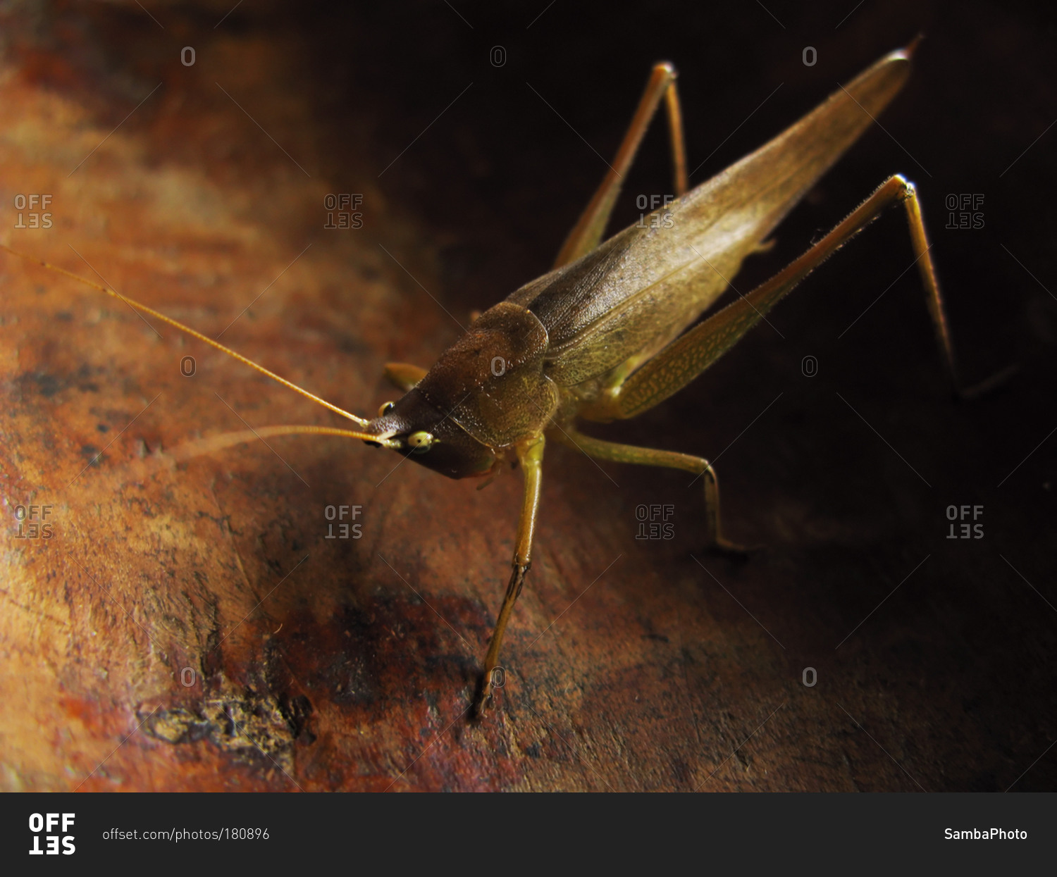 Close up of a brown insect