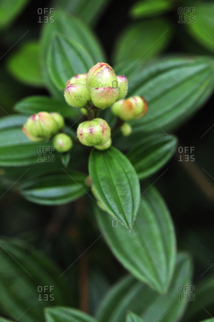 Close up of the flower buds of a plant