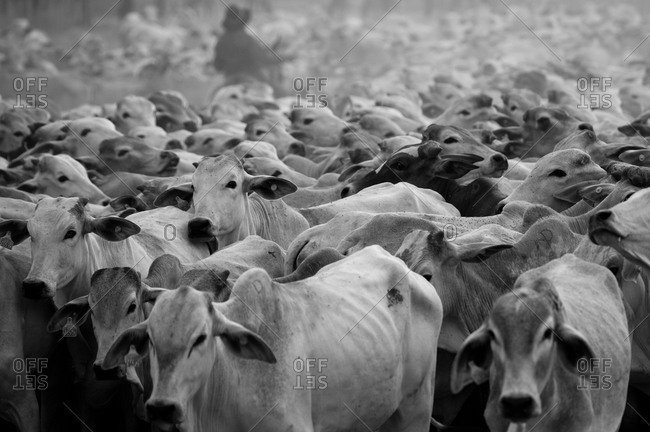 Herd of cattle in black and white