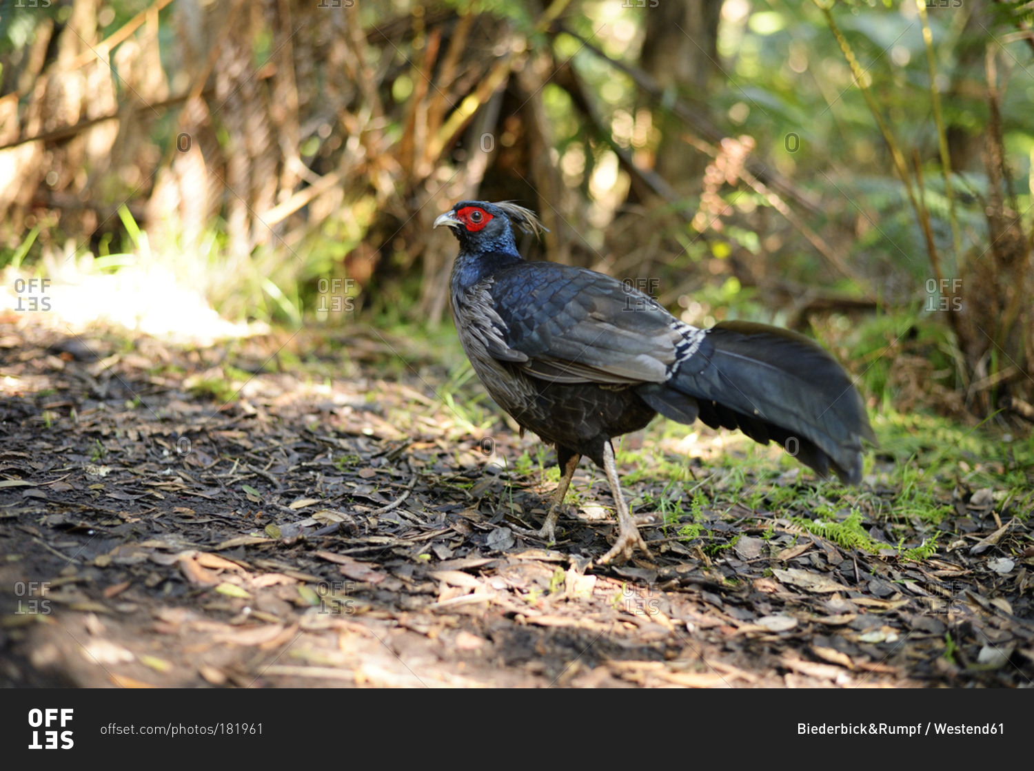 Manu Minute: The Flashy Kalij Pheasant