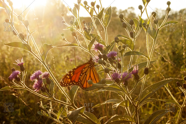 A monarch Butterfly feeding from wildflowers