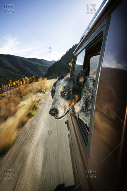 Dog hangs head out of moving car window