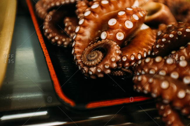 Close up of a raw octopus