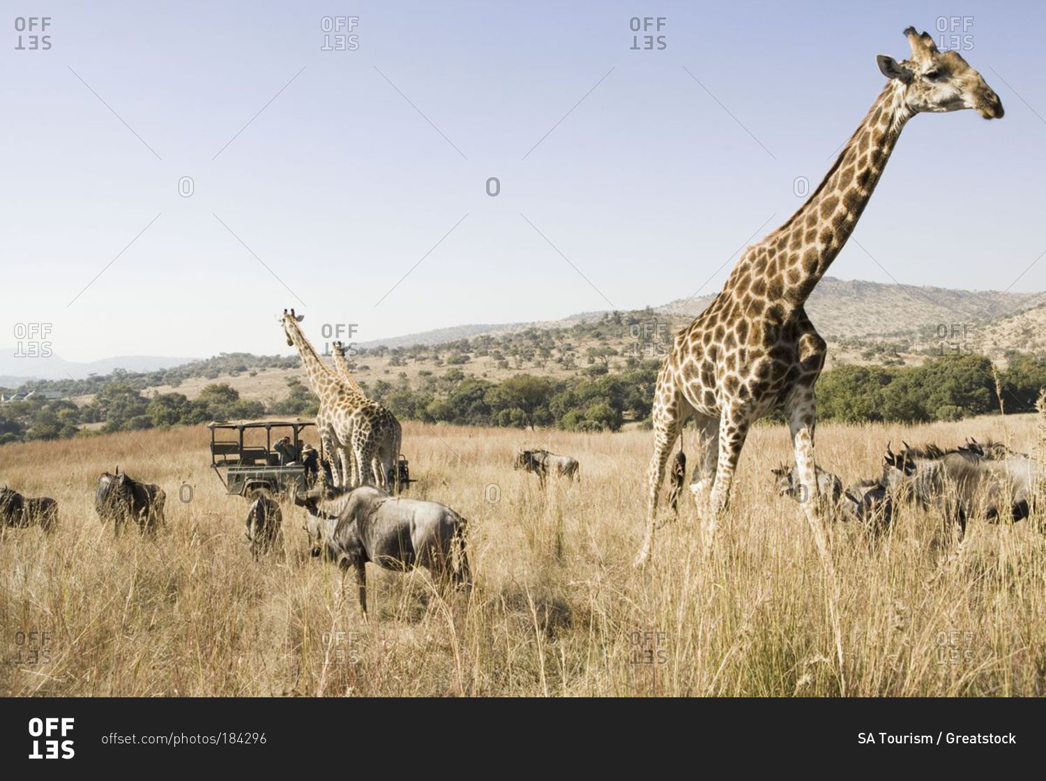 Tourists on a safari in Gauteng, South Africa