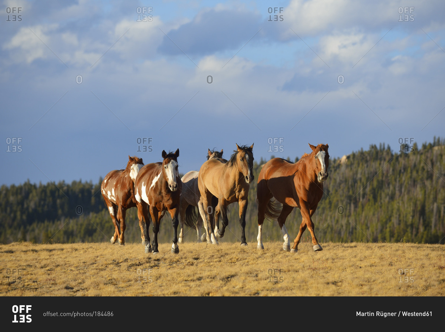 Running feral horses