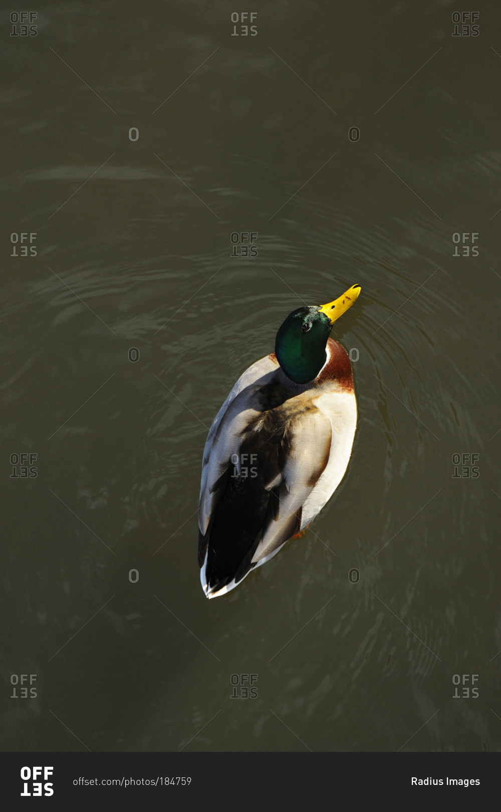 Overhead view of male Mallard Duck (anas platyrhynchos) on water