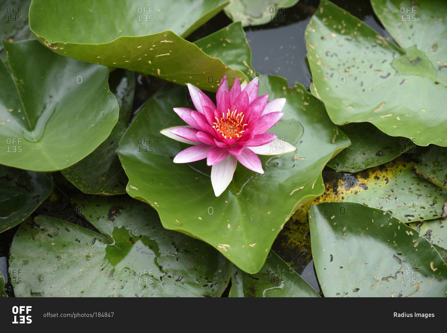 Close-up of a water-lily (nymphaea) blossom in a little pond in summer