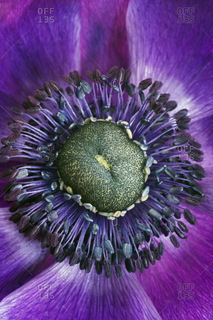 Close up of a poppy anemone flower