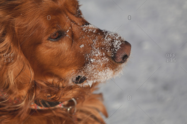 Dog sitting outside with snow on its snout