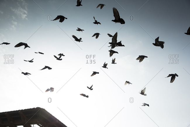 Pigeons flying in the sky