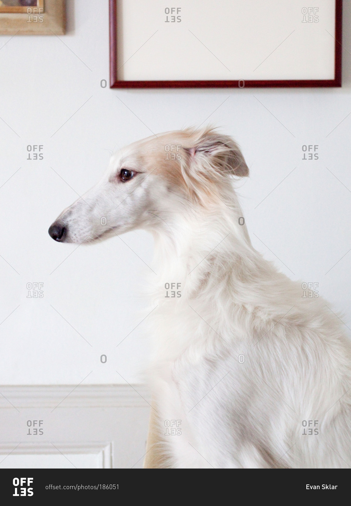 is the silken windhound legal in singapore