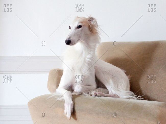 can silken windhound be white