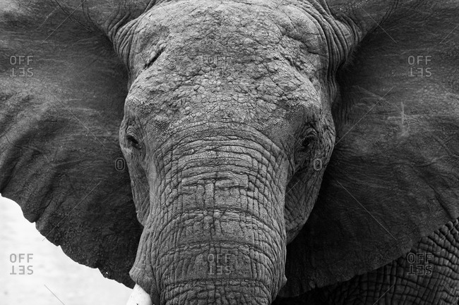 An African elephant in Tanzania