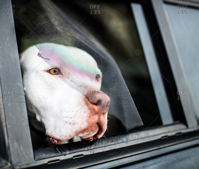 A dog looks out of a broken screen window stock photo OFFSET