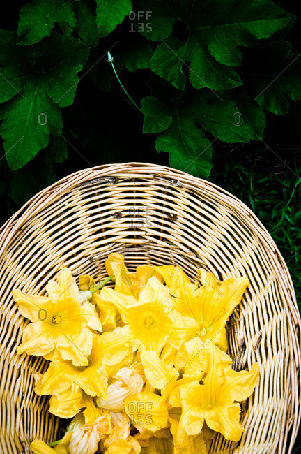 Zucchini blossoms in a basket
