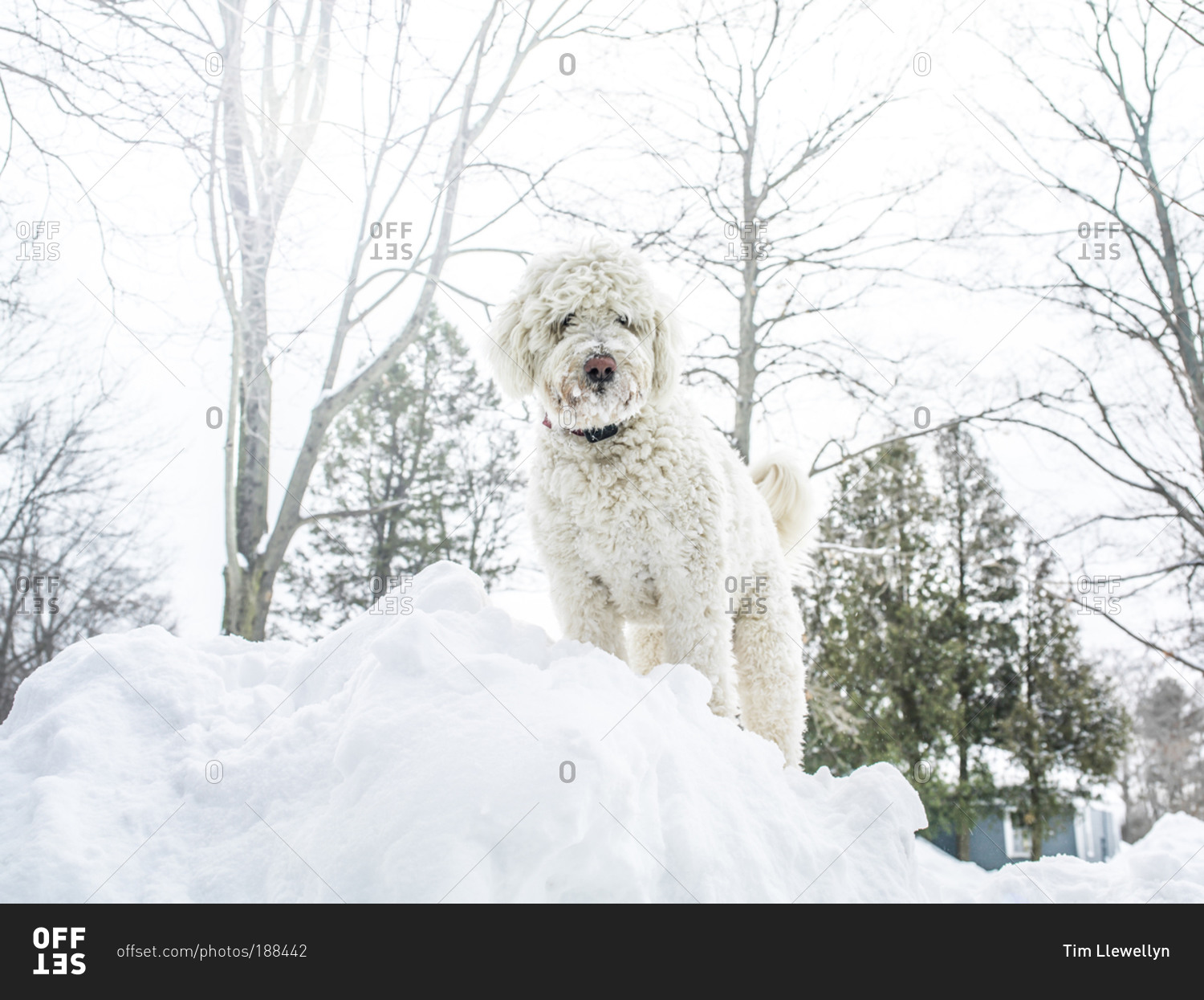 A white dog on a pile of snow