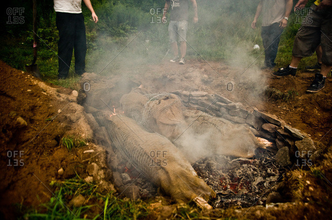 Whole pigs in barbecue pit in ground