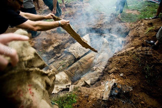 Whole pigs being buried in barbecue pit in ground