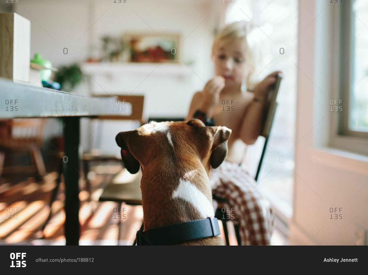 Dog begging for food at a dinner table stock photo OFFSET