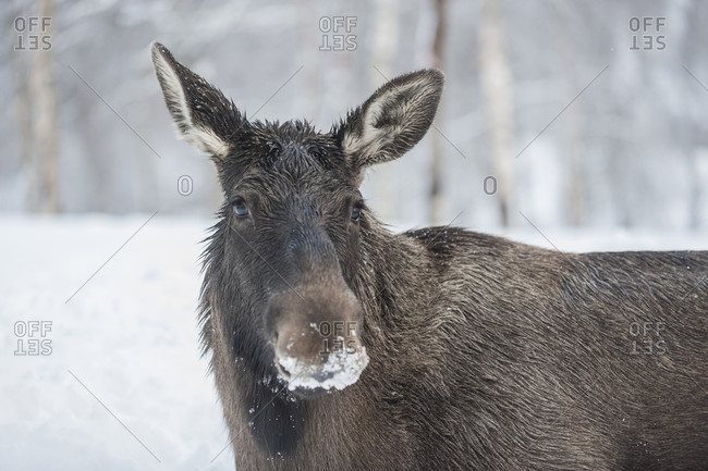 Portrait of elk with snow-covered snout, Bardu, Norway