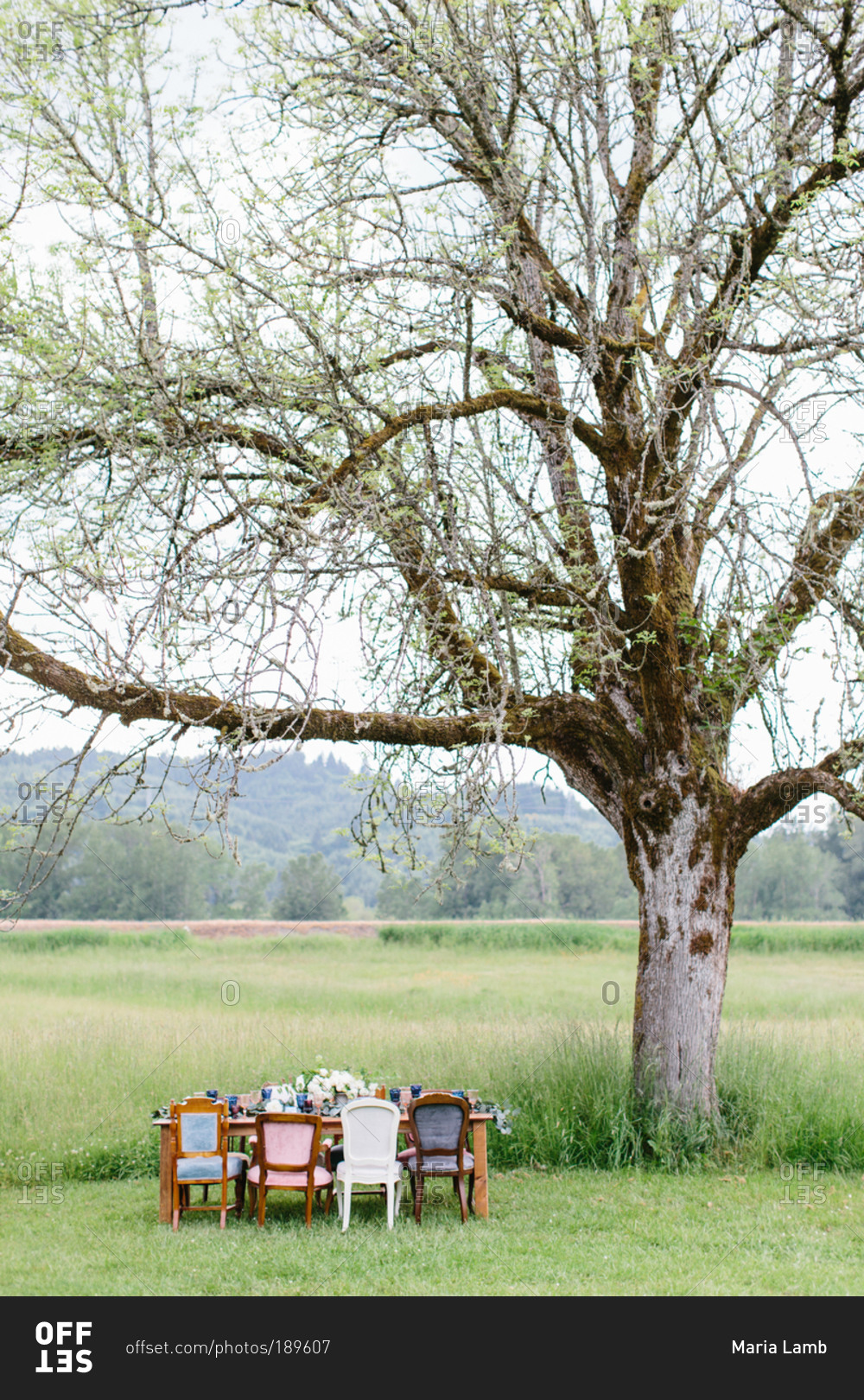 Wedding dinner table under tree