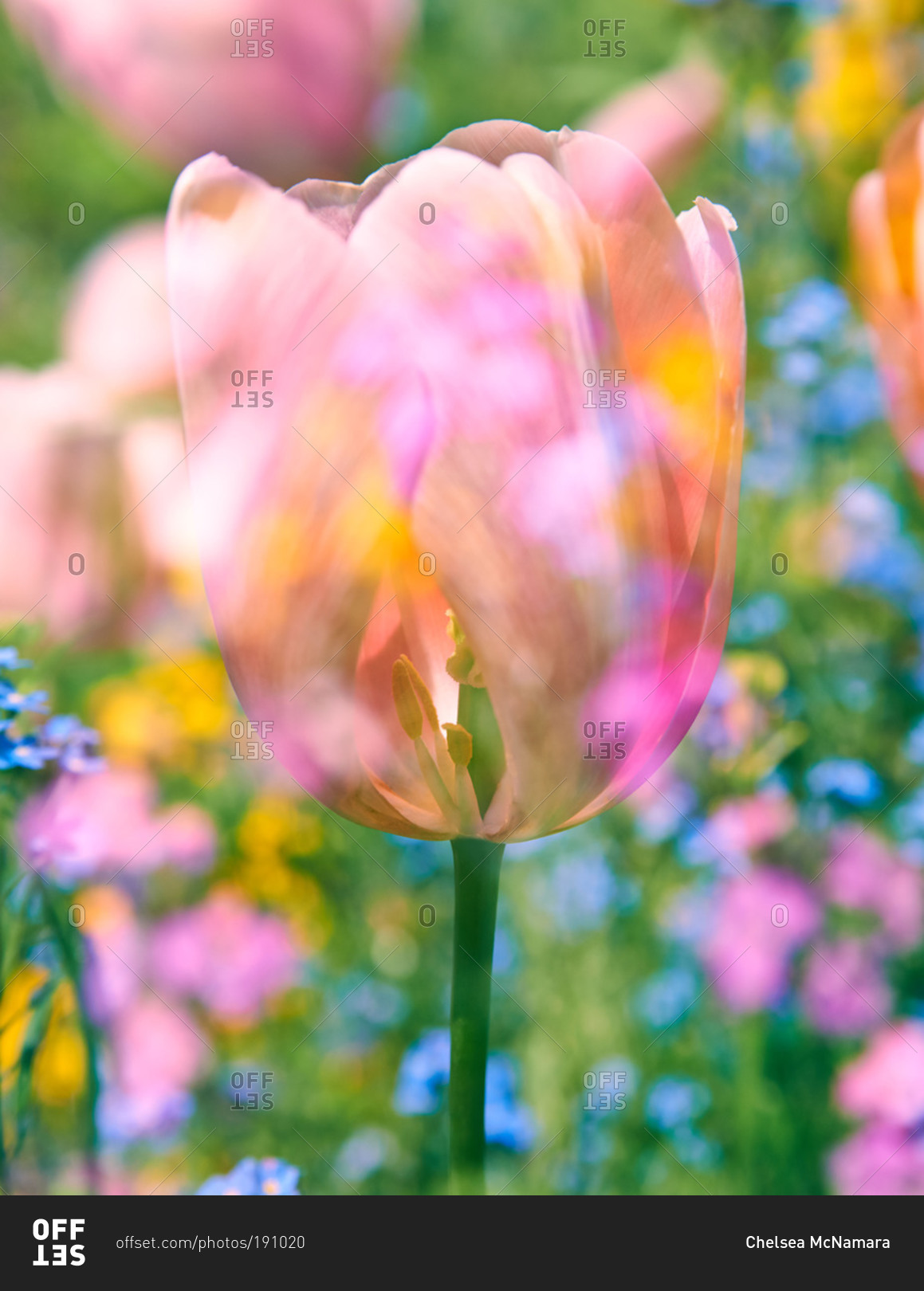 Pink tulip in a garden