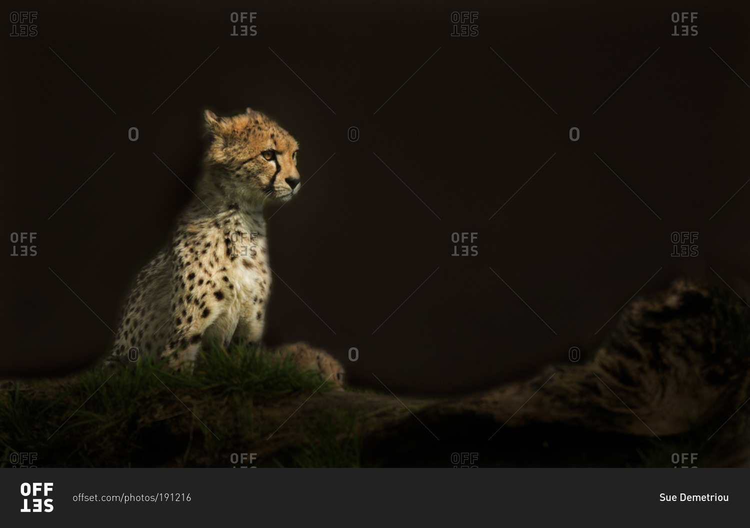 Cheetah cub sitting on ground with black background