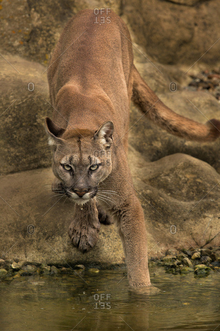 Open mooi zo Zenuwinzinking Puma stealthily walking into water looking at camera stock photo - OFFSET