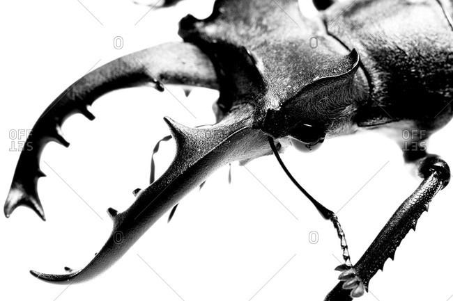 Close up of a stag beetle