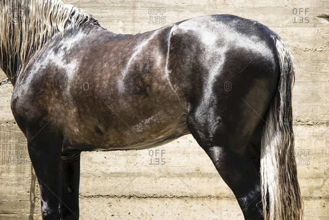 dapple grey horse stock photos - OFFSET