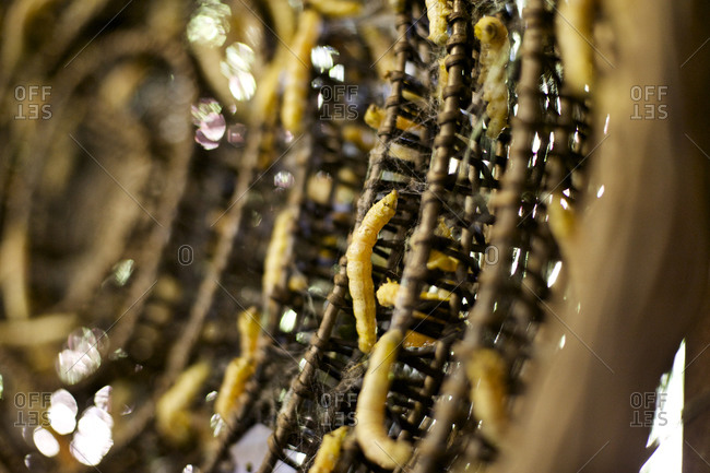 Close up of silkworms - Offset