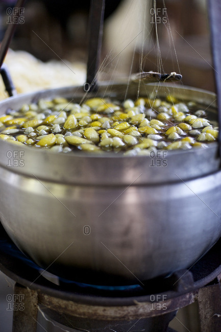 Boiling silk cocoons at a silk farm