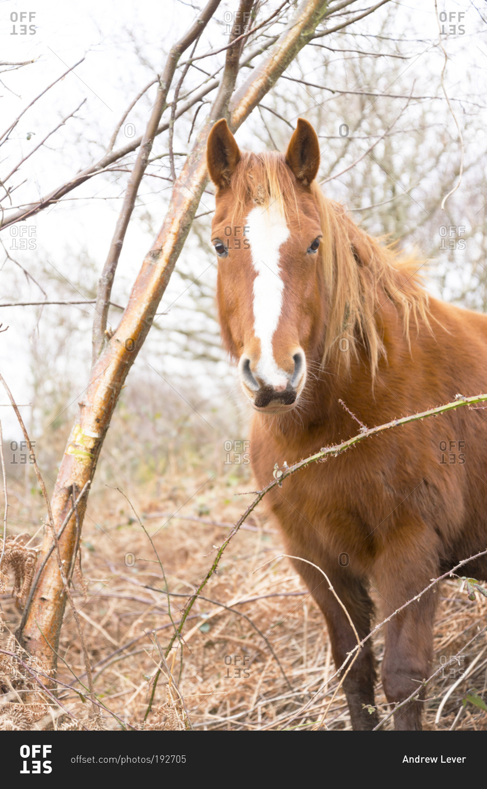 A shaggy brown horse standing in brush