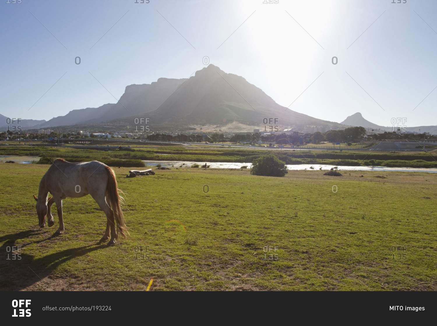 Side view of horse grazing on field, Table Mountain, South Africa, Cape Town