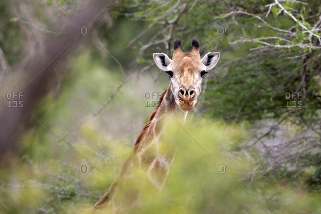 A young giraffe (Giraffa camelopardalis) peers from behind a tree. Kruger National Park, South Africa