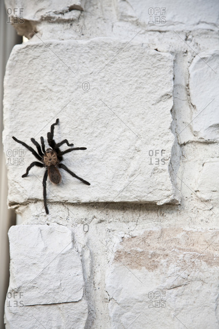 Tarantula crawling on a wall