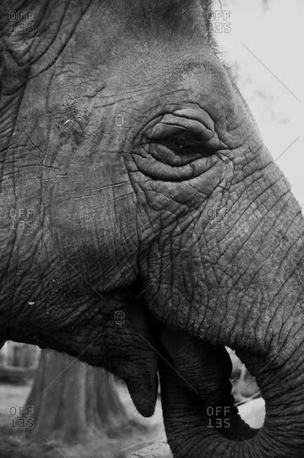 An elephant at the zoo in Buenos Aires, Argentina