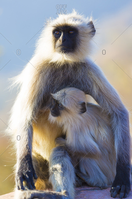 Watchful Grey Hanuman Langur monkeys in Jaipur, Rajasthan, India