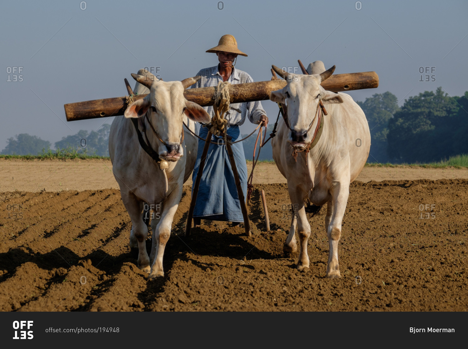 Mandalay, Myanmar - November 18, 2014: Oxen working a field stock photo ...