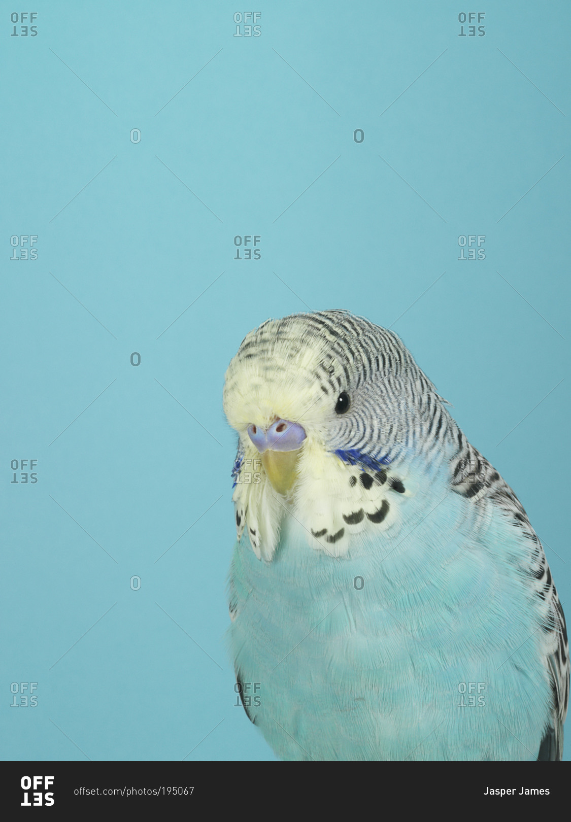 A blue parakeet