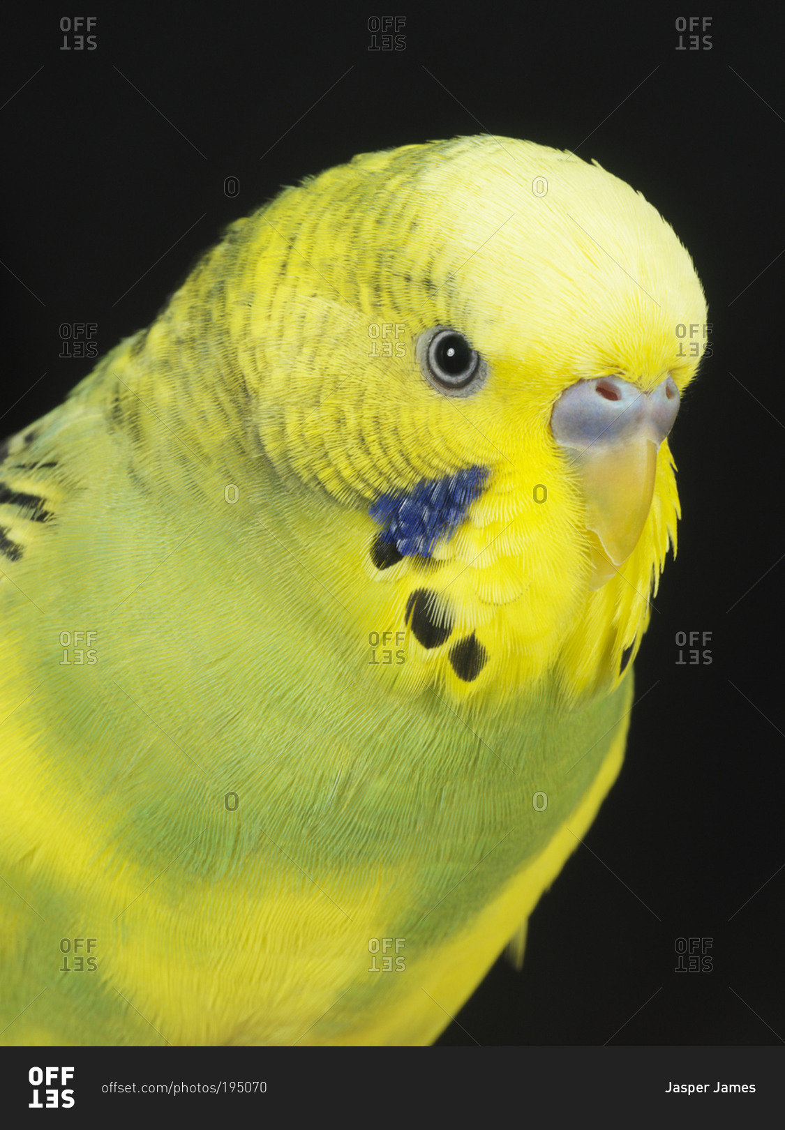 A yellow parakeet