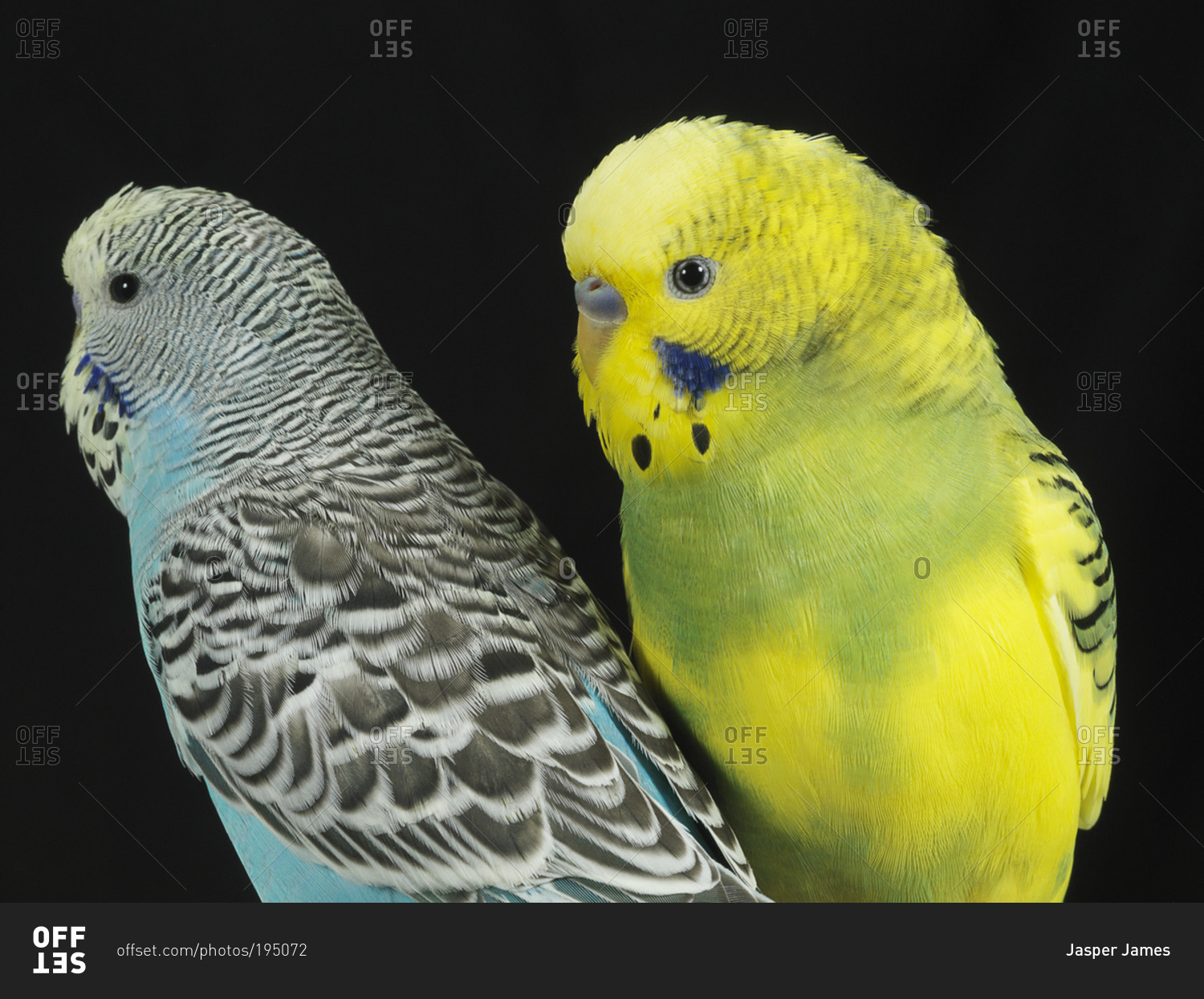 Two parakeets side-by-side