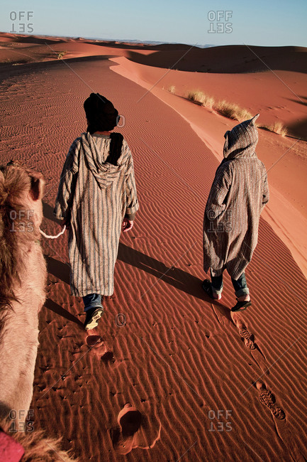 Berber nomads guide a camel through the Sahara desert of Morocco