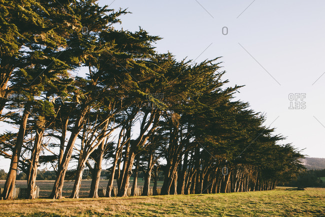 Row of Monterey Cypress trees on the edge of a field near Point Reyes